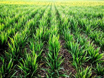 Full frame shot of wheat field