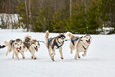 View of dogs running on snow covered landscape