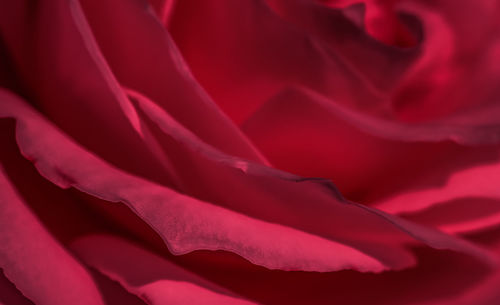 Close-up of pink flower