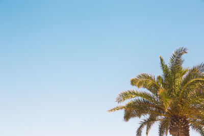 Low angle view of coconut palm tree against clear blue sky