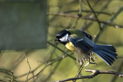 Close-up of bird perching on branch