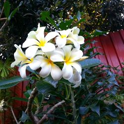 Close-up of white flowers blooming outdoors