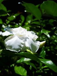 Close-up of white flower blooming outdoors