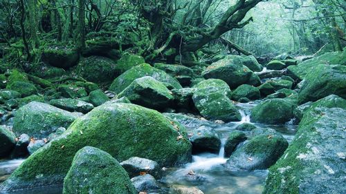 Waterfall in forest