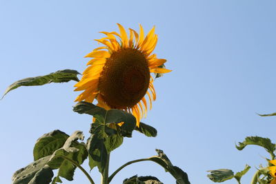 Low angle view of sunflower blooming against clear blue sky