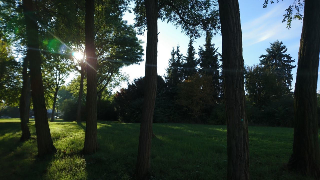 TREES ON GRASSY LANDSCAPE AGAINST BRIGHT SKY