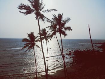 Palm trees on beach