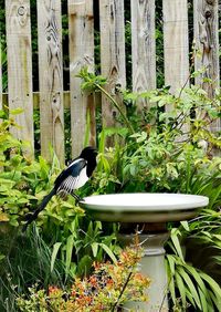 Bird perching on a plant