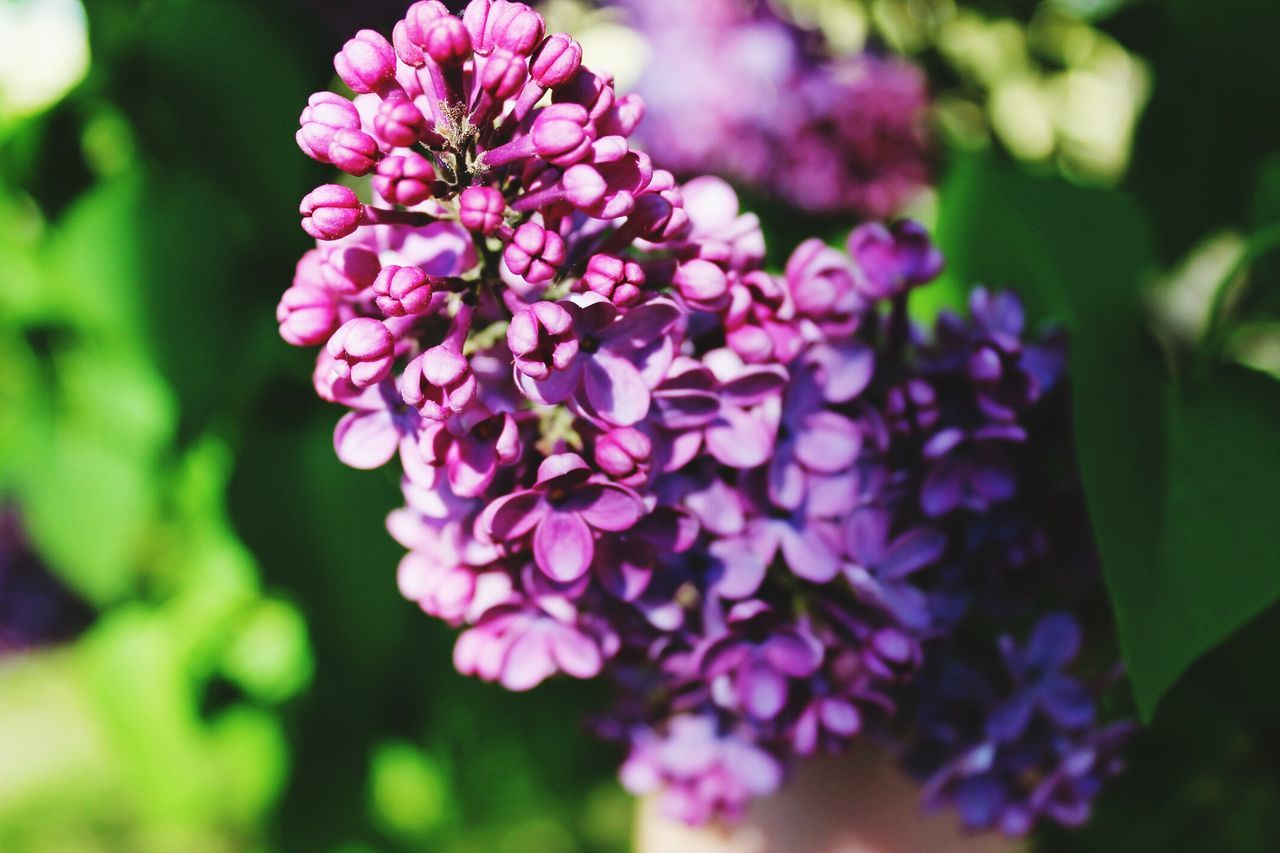 flower, freshness, petal, fragility, growth, beauty in nature, flower head, close-up, focus on foreground, blooming, nature, plant, selective focus, pink color, in bloom, park - man made space, blossom, purple, day, outdoors