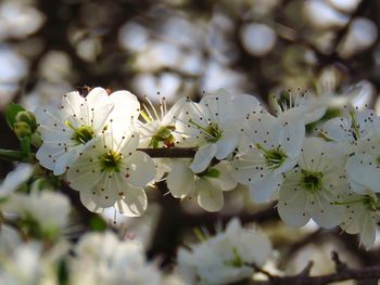 Close-up of white cherry blossoms in spring