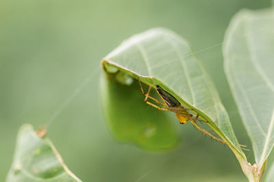 Close-up of insect on leaf