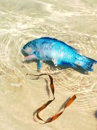 High angle view of turtle swimming in sea