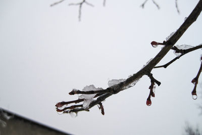 Close-up of snow on tree branch against clear sky