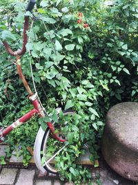 Plant growing on tree trunk