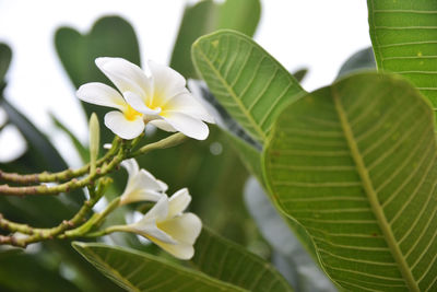 Close-up of white flowering plant leaves