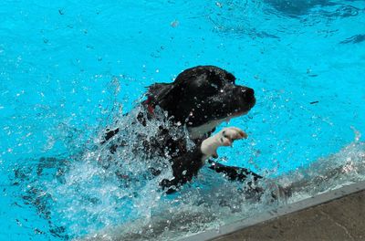 Dog swimming in pool