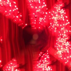 Close-up of red rose