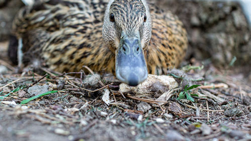 Duck close up portrait in the zoo