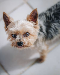 Close-up portrait of dog at home