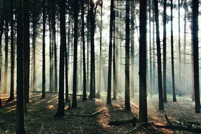 Trees in forest