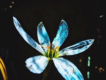 Close-up of flower