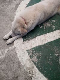 High angle view of dog sleeping