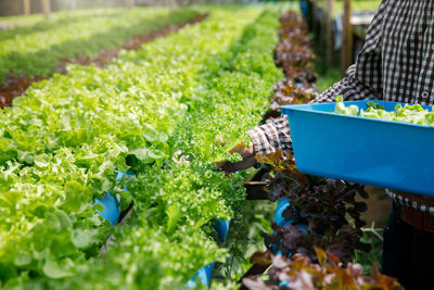 Plants growing in farm