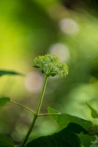 Close-up of green plant