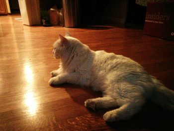 Cat resting on tiled floor