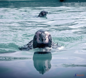 Portrait of horse in swimming pool