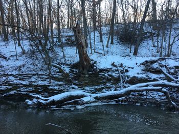 Bare trees by river in forest during winter