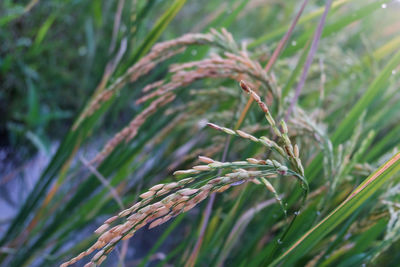 Close-up of fresh green plant on field