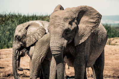 View of elephant on field