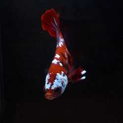 Close-up of fish swimming in sea