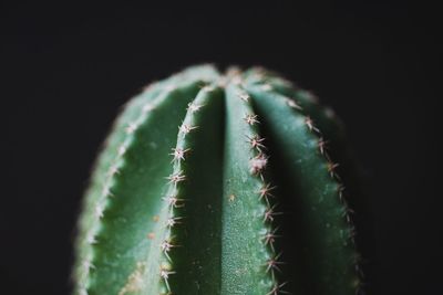 Close-up of plant