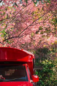 Pink cherry blossoms in spring