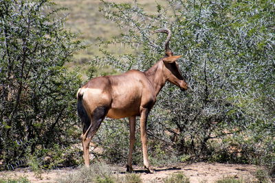Horse standing in a field