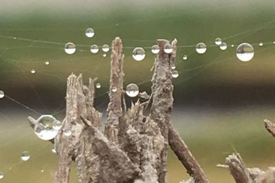 Close-up of spider web on plant against sky