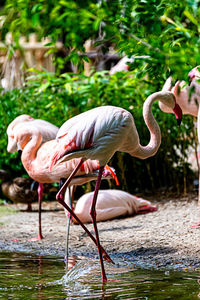 Flamingo strides through his territory