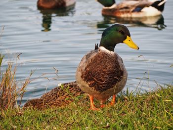 Duck on a lake