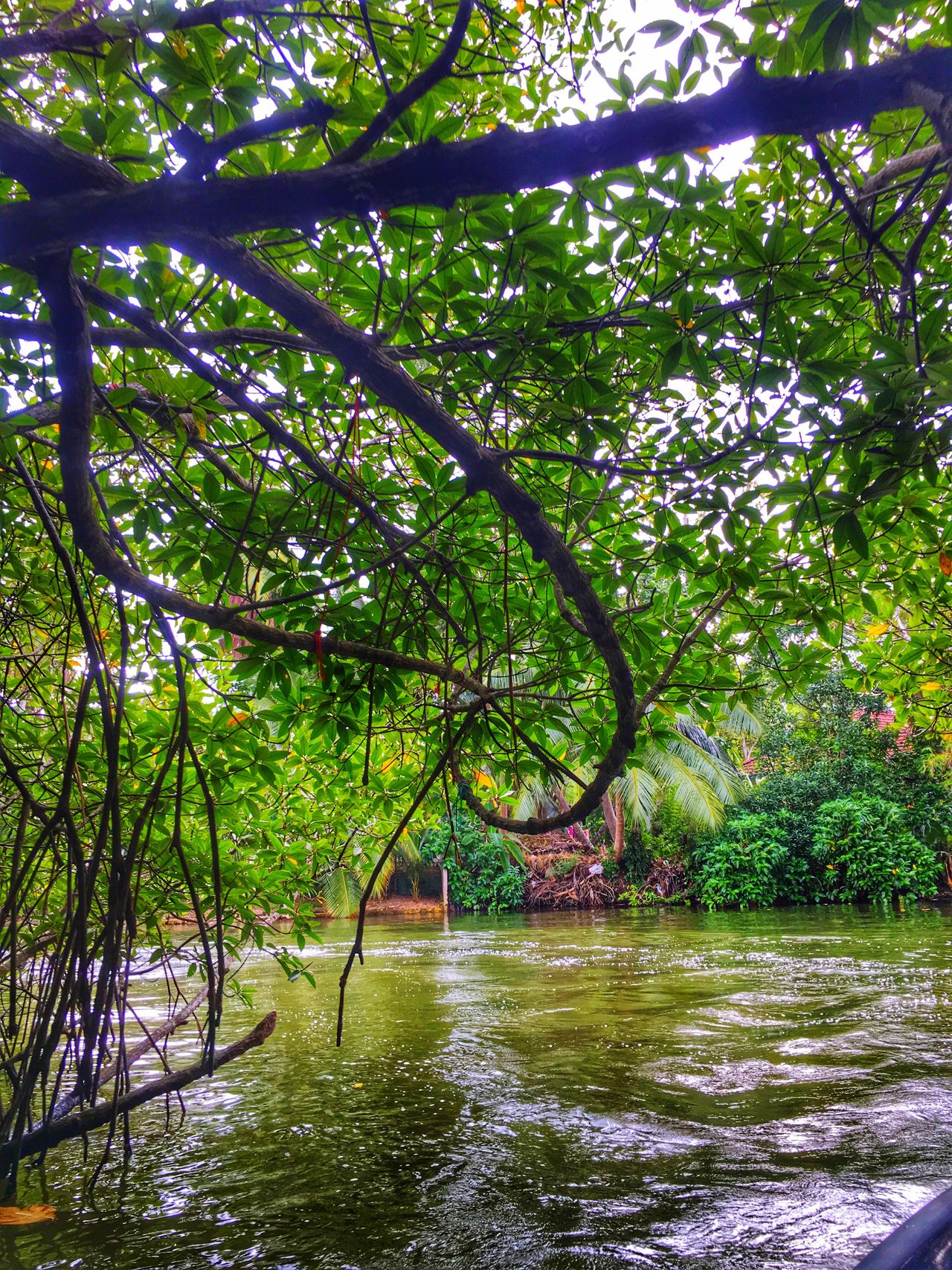 Madu River Safari