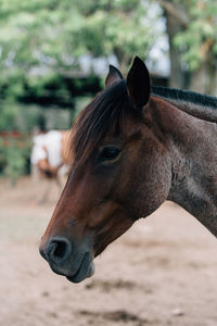 Close-up of horse on field