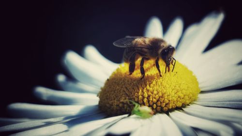 Close-up of bee pollinating on flower