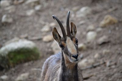 Close-up of deer on field