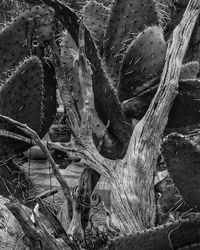 Close-up of lizard on tree