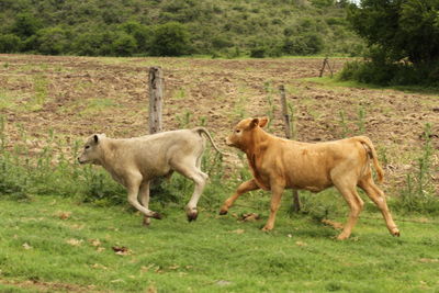 Side view of two horses on field