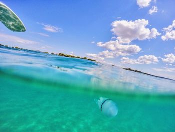 Jellyfish swimming in sea