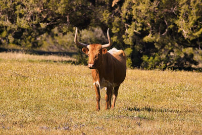 Horse standing in a field