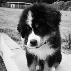 Portrait of cute puppy on field