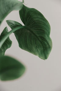 Close-up of green leaves on white background